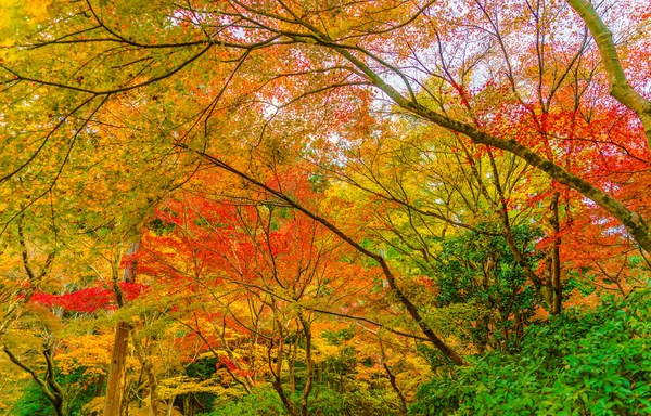 Piękne kolorowe jesienne liście — Zdjęcie stockowe
