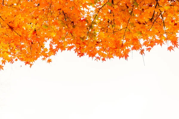 Schöne bunte Herbstblätter — Stockfoto