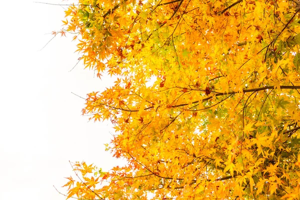 Schöne bunte Herbstblätter — Stockfoto