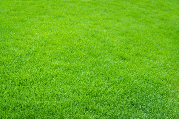 Nahaufnahme von frischem frühlingsgrünem Gras — Stockfoto