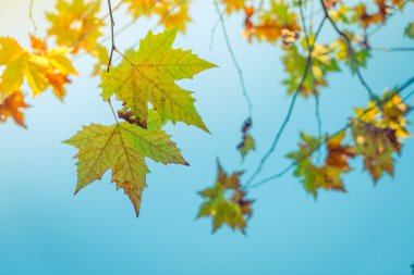 Güzel renkli sonbahar yaprakları