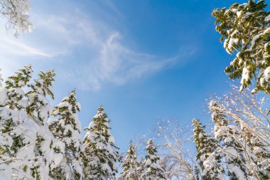 Karla kaplı kış ağaçları