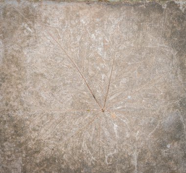 taş yaprak izlenimi