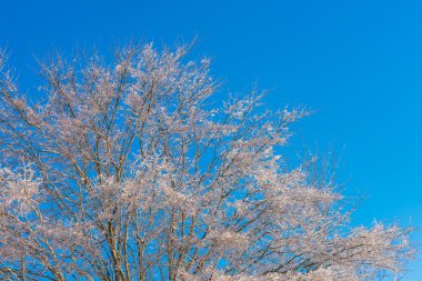 Mavi gökyüzü ile kışın ağaçlar donmuş