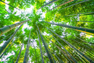 Bambu ormanı güneşli sabah