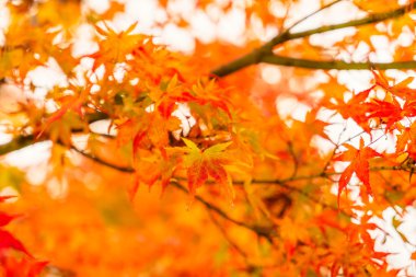 Güzel renkli sonbahar yaprakları