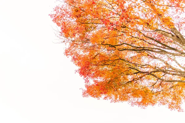 Schöne bunte Herbstblätter — Stockfoto