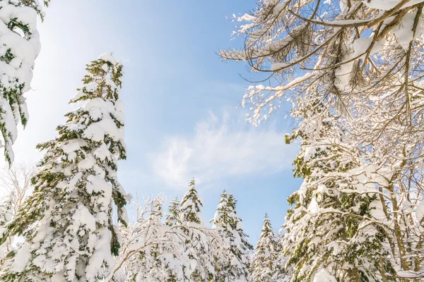 Zimowe drzewa pokryte śniegiem — Zdjęcie stockowe