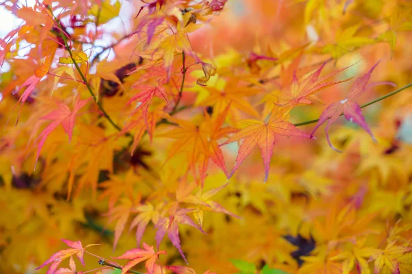 Beautiful Colorful Autumn Leaves — Stock Photo, Image