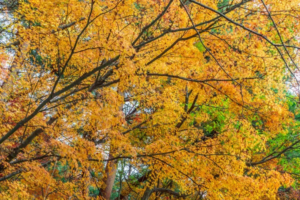 Schöne bunte Herbstblätter — Stockfoto