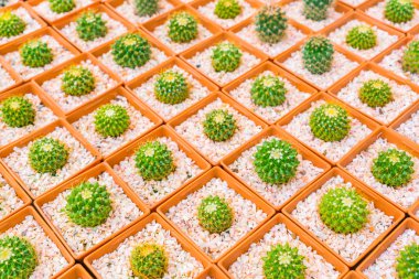 Güzel küçük kaktüs alan .