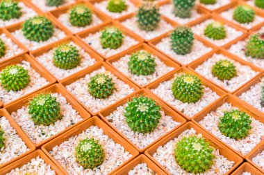 Güzel küçük kaktüs alan .