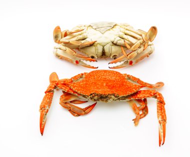 Beyaz arkaplanda haşlanmış yengeçler .