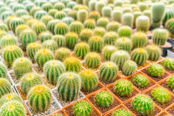 Красиве поле невеликих кактусів  . — стокове фото