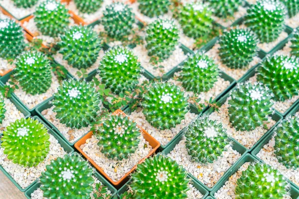 Bellissimo piccolo campo di cactus  . — Foto Stock