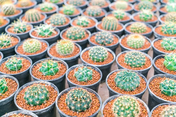 Beau petit champ de cactus  . — Photo