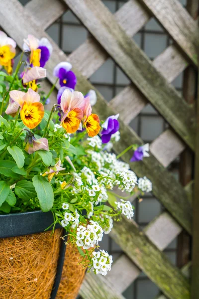 Schöne kleine Blumen an der Wand  . — Stockfoto