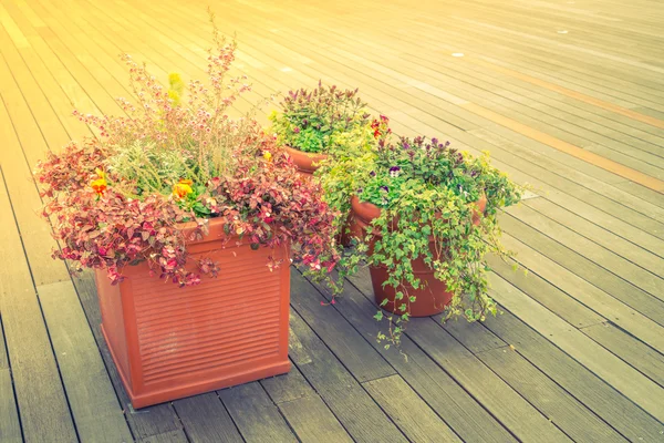Outdoor plant in a traditional wooden floor . ( Filtered image p — Stock Photo, Image
