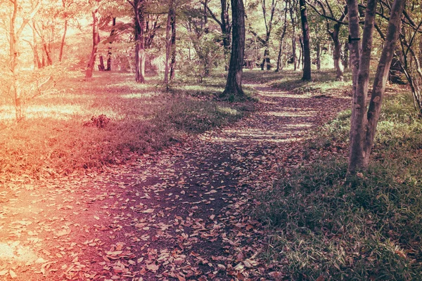 Way in forest .  ( Filtered image processed vintage effect. ) — Stock Photo, Image