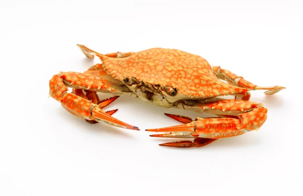 Steamed crabs on white background . — Stock Photo, Image