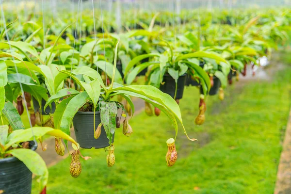 Green  Nepenthes field , also known as tropical pitcher plants o — Stock Photo, Image