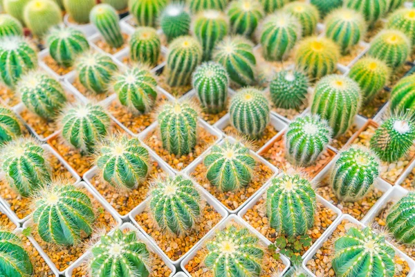 Schönes kleines Kakteenfeld . — Stockfoto