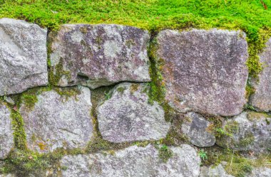 Yeşil yosunlu taş duvar .