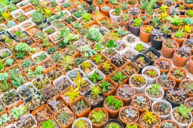 Güzel küçük kaktüs alan .