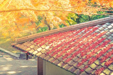 Güzel renkli sonbahar yaprakları .