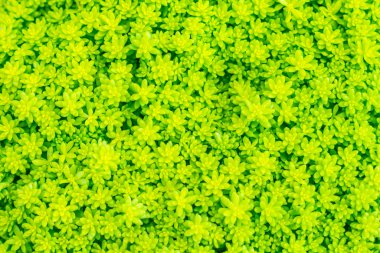 Güzel küçük kaktüs alan .