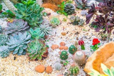 Güzel küçük kaktüs alan .