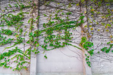 yaprakları ile eski taş duvar .