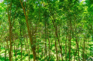 Para kauçuk ağacı., yüksek çözünürlüklü görüntüleri