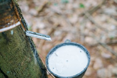 kauçuk ağacı sütü bir kaseye akar .