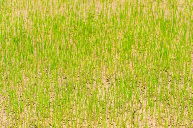 Yeşil pirinç alan., yüksek çözünürlüklü görüntüleri