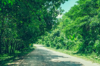 Way in forest . ( Filtered image processed vintage effect. )