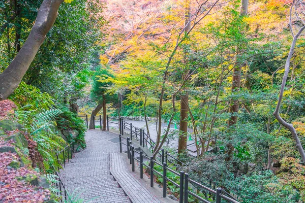 Camino en el bosque., Imágenes de alta definición —  Fotos de Stock