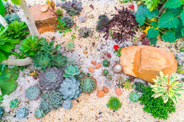 Hermoso pequeño campo de cactus  . —  Fotos de Stock