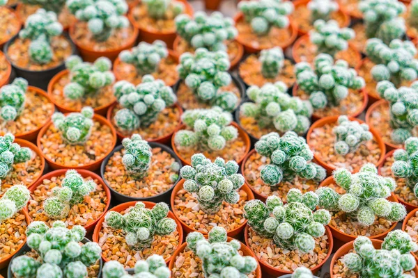 Piękne małe Kaktus pola . — Zdjęcie stockowe