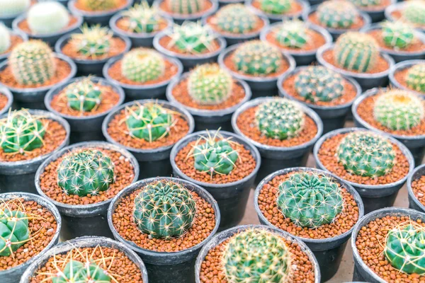 Hermoso pequeño campo de cactus  . —  Fotos de Stock