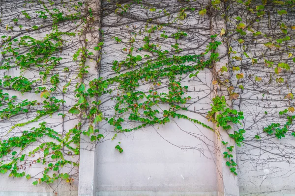 Antiguo muro de piedra con hojas  . —  Fotos de Stock