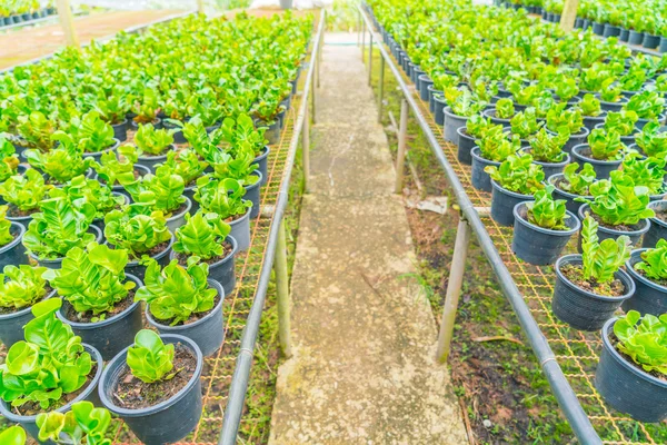 Green Asplenium in garden . — Stock Photo, Image