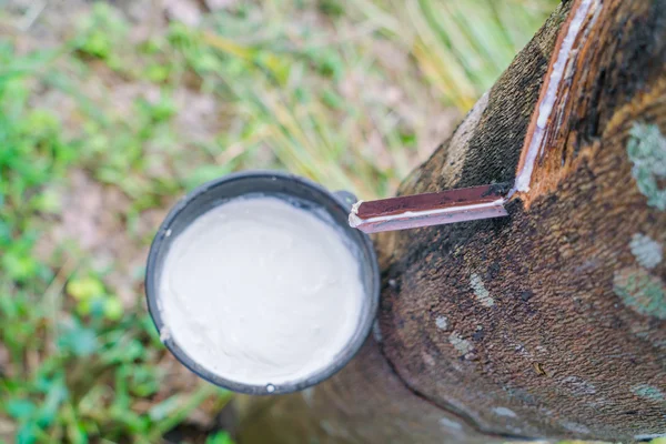 La leche del árbol de goma fluye en un tazón  . — Foto de Stock