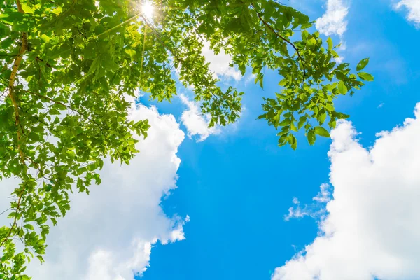 Bei rami di alberi su cielo blu  . — Foto Stock