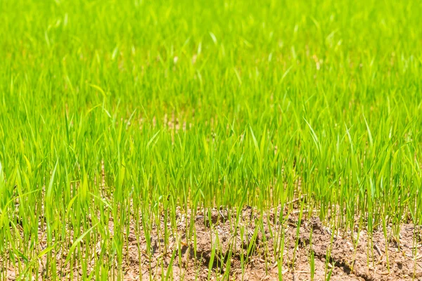 Campo de arroz verde., Imagens de alta definição — Fotografia de Stock