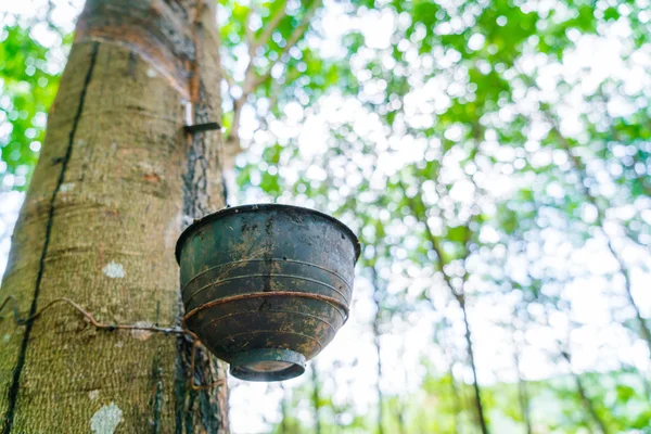 Melk van rubberboom mondt uit in een kom . — Stockfoto