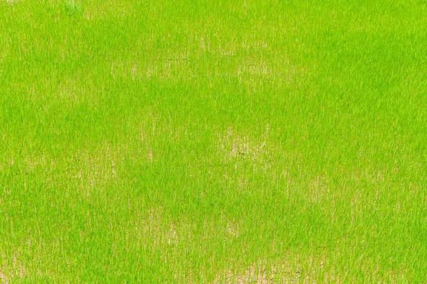 Зеленое рисовое поле. — стоковое фото