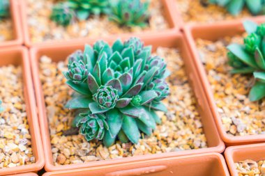 Güzel küçük kaktüs alan .