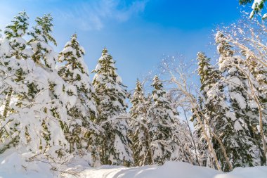 Karla kaplı kış ağaçları