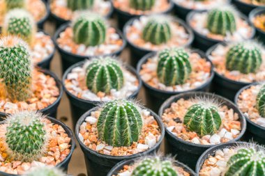 Güzel küçük kaktüs alan .